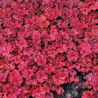 Cherry Cola Heuchera 