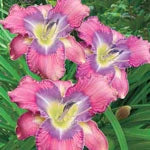 Mildred Mitchell Reblooming Daylily 63275