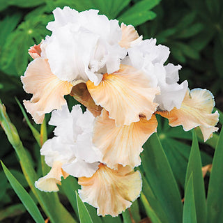 Champagne Elegance Iris