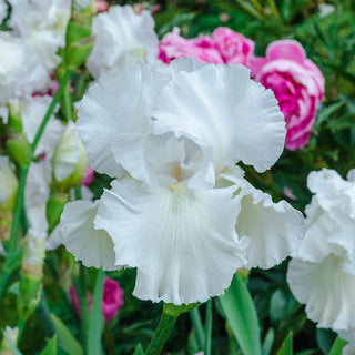 Immortality Reblooming Iris