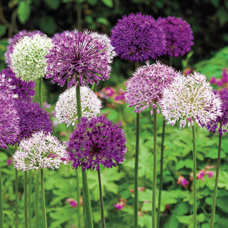 Big Impact Allium Mixture