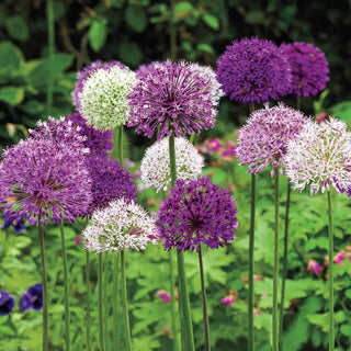 Big Impact™  Allium Mixture