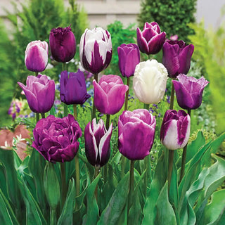 Enchanted Evening Tulip Mixture