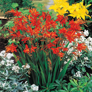 Fire King Crocosmia 63376