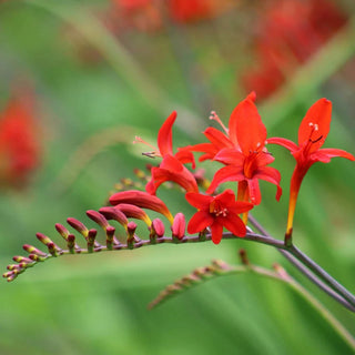 Fire King Crocosmia 63376