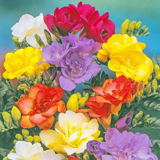 Double Freesia Mixture 63516