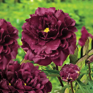 Black Beauty Peony