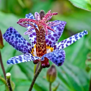 Blue Wonder Toad Lily