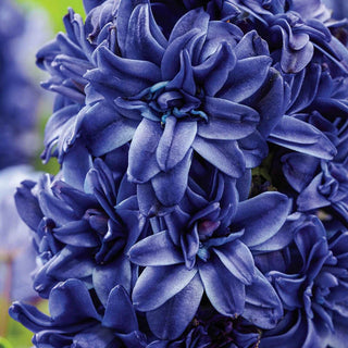 Royal Navy Double Hyacinth