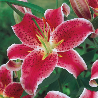 Stargazer Lilies