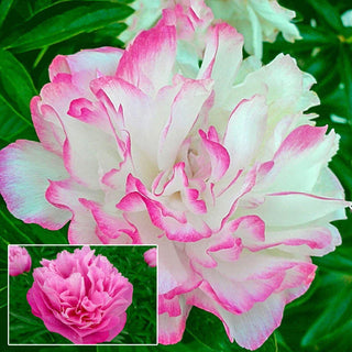 Joker Peony