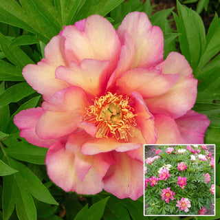 Julia Rose Itoh Peony