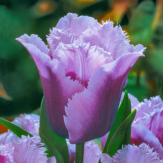 Blue Heron Tulip