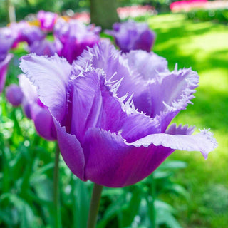 Blue Heron Tulip