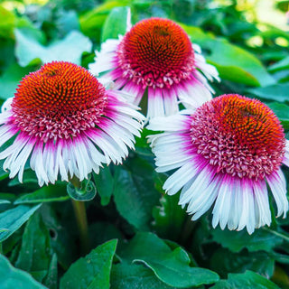 Strawberry Cream Coneflower