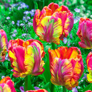 Rainbow Parrot Tulip