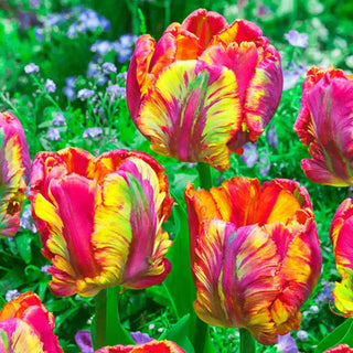 Rainbow Parrot Tulip