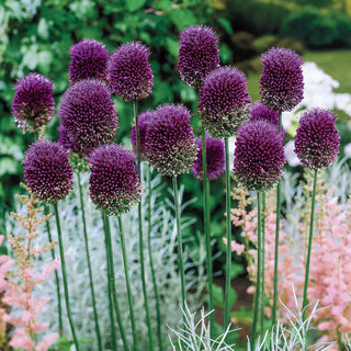 Drumstick Allium