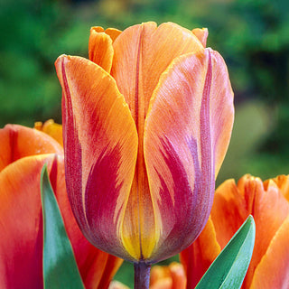 Princess Irene Tulip