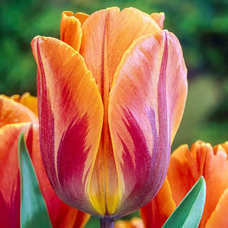 Princess Irene Tulip