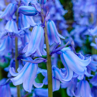 Spanish Bluebells