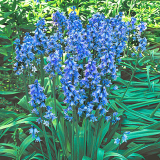 Spanish Bluebells 61160