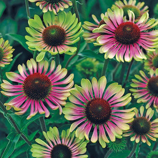 Green Twister Coneflower