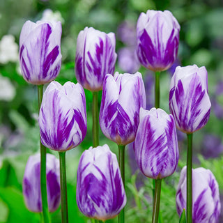 Flaming Flag Tulip