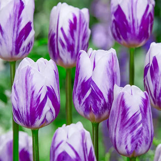 Flaming Flag Tulip