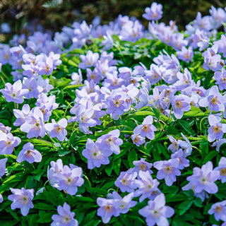 Robinsoniana Wood Anemone