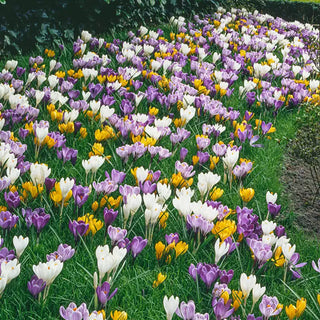 Giant Crocus for Naturalizing