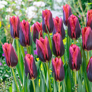 Slawa Tulip 76302