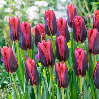 Slawa Tulip