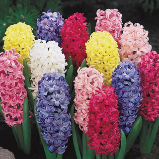 Giant Hyacinth Mixture