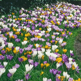 Giant Crocuses For Naturalizing