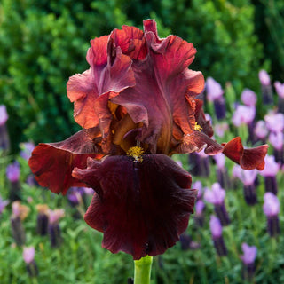 Bernices Legacy Reblooming Bearded Iris