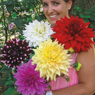 Dinnerplate Dahlias