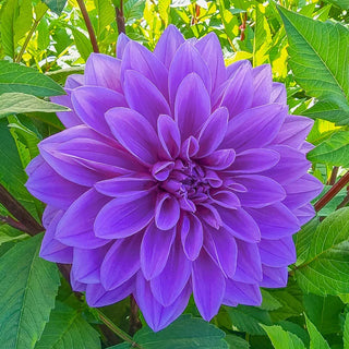 Lilac Time Dahlia