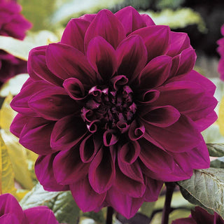 Thomas Edison Dahlia