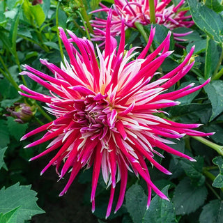 Cactus Dahlias