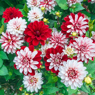 Pacific Time Dahlia