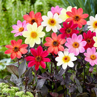 Happy Days Dahlia Mixture