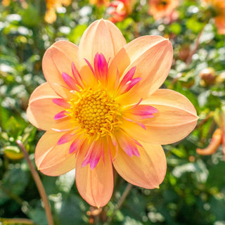 Collarette Dahlias