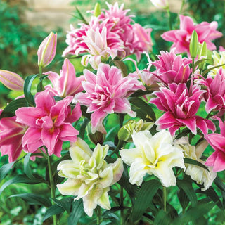 Pollen Free Lilies