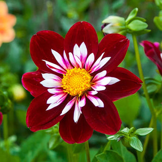 Night Butterfly Dahlia