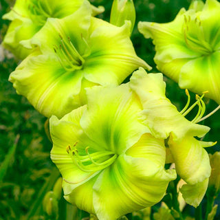 Tequila And Lime Reblooming Daylily