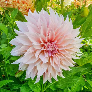 Cafe Au Lait Dahlia