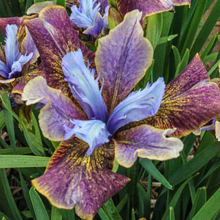 Black Joker Siberian Iris