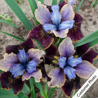 Black Joker Siberian Iris