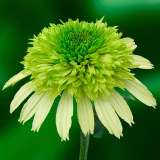 Honeydew Coneflower